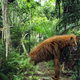 Image for article titled A Field Guide to Cryptids From Europe and Africa